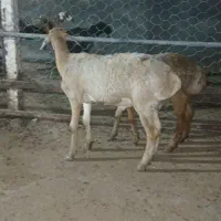 3راس بره نر چینی اصیل لاغر و جنس دار فلکه شهرک