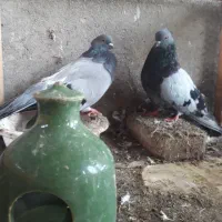 پرنده|پرنده|قائم‌شهر, |دیوار