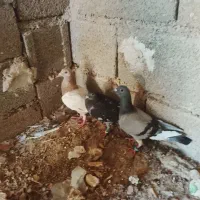 کبوتر