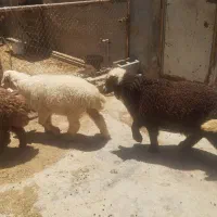 بره نره وماده