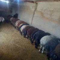 گوسفند قربانی