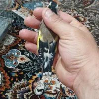 جوجه|پرنده|رباط‌کریم, رباط‌کریم|دیوار