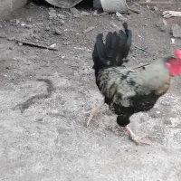 خروس