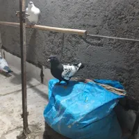 کبوتر