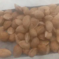 بادام سنگی محصول سال