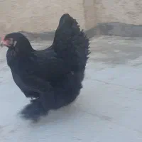 تخم نطفه دار برهما