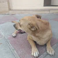 سگ کوچولو خشگل