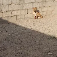 توله پاکوتاه