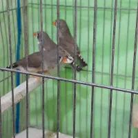 فنچ|پرنده|یزد, |دیوار