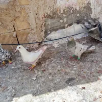 کبوتر|پرنده|خرمدشت, |دیوار