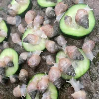 جوجه حلزون ۲ سانتی