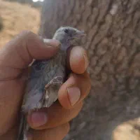جوجه سهره محل درجه ۱