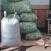 سیر شاباد سیر بزر