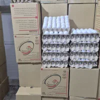 پخش تخم مرغ روز