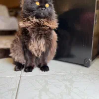 جهت جفت گیری
