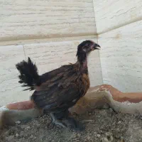 یک عدد جوجه لاری اصیل پا پر و کوتوله برزیلی
