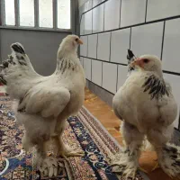 فروش دو عدد جوجه مرغ برهما