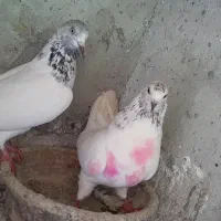 کبوترپرشی