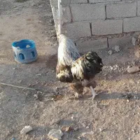 مرغ خروس برهما غاز