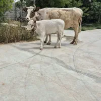 گاو گوساله دار با گوساله نر