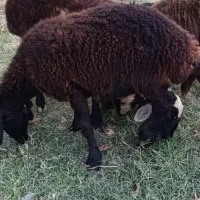 توقلی افشار لنگه دوقلو جنس دار چاق چاق