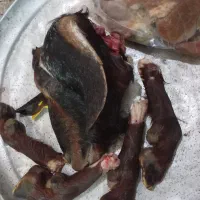 کله پاچه بزغاله و بره