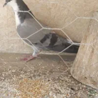 کبوتر خرقه