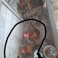 سه عدد مرغ تخمگذار گلپایگان