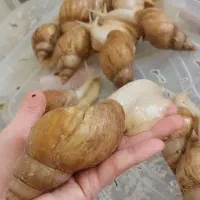 فروش حلزون آچاتینا آلبینو