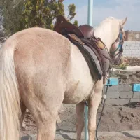 اسب
