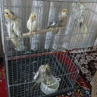 ۷عددعروس هلندی نر و ماده