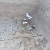کفتر