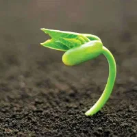 خاک باغچه مخصوص گلکاری و گلخانه ها