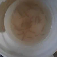 بچه ماهی طعمه