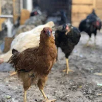 فروش مرغ لاری