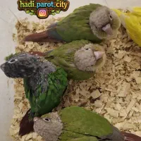 گرینچیک نرم خور