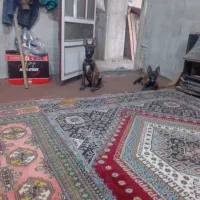 فروش