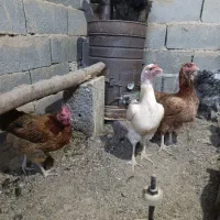 مرغ تخمگذار به شرط