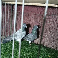 کبوتر