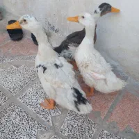 اردک خانگی