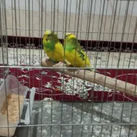 مرغ عشق