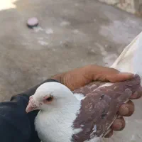 کبوتر شکار