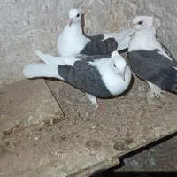 کبوتر