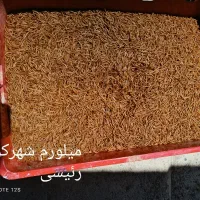 میلورم زنده و خشک