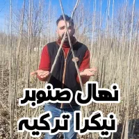نهال صنوبر نیگرا ترکیه