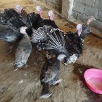 بوقلمون نر و ماده