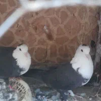 جفت کربلایی سیاه