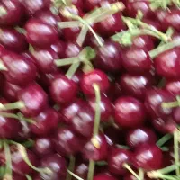 گیلاس تازه و شیرین