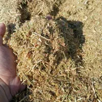 فروش کاه عدس