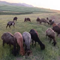 گوسفند میش وبره